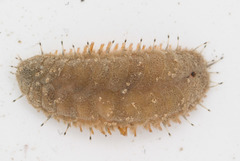 Lepidonotus squamatus