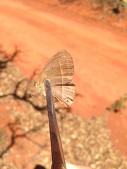 Yphthimoides patricia