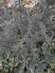 Berberis × stenophylla