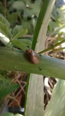 Chelymorpha indigesta