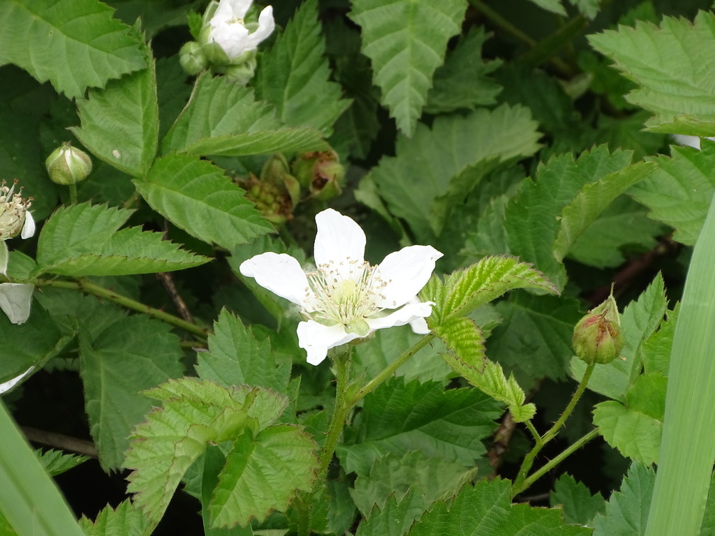 Rubus trichogynus