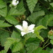 Rubus cuneifolius - Photo (c) Shaun Swanepoel, μερικά δικαιώματα διατηρούνται (CC BY-NC-SA), uploaded by Shaun Swanepoel