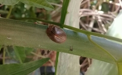 Chelymorpha indigesta