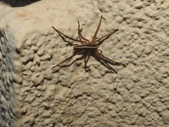 Neoctenus