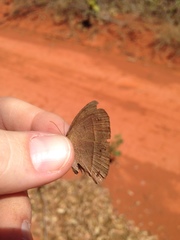 Yphthimoides patricia