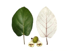 Ficus padana
