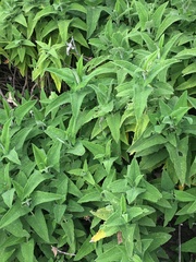 Salvia sagittata