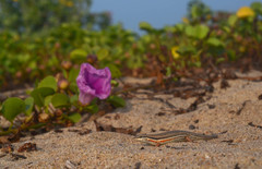 Eutropis bibronii
