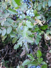 Berberis aquifolium