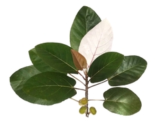 Ficus padana