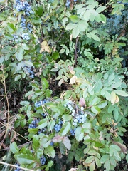 Berberis aquifolium