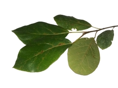 Ficus fulva