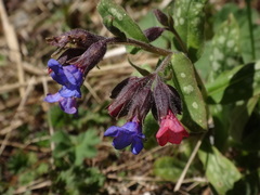 Pulmonaria stiriaca