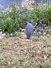 Ardea cinerea