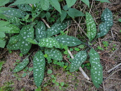 Pulmonaria stiriaca