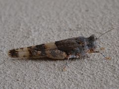 Sphingonotus azurescens