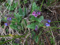 Pulmonaria stiriaca