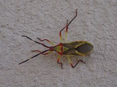 Omanocoris versicolor