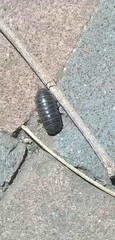 Armadillidium vulgare