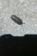Armadillidium vulgare