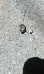 Armadillidium vulgare