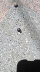 Armadillidium vulgare