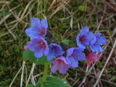Pulmonaria stiriaca