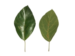Ficus fulva