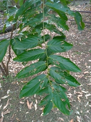 Glochidion lanceolatum