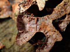 Nectriopsis rubefaciens