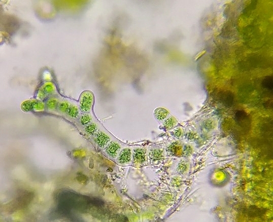 Chroodactylon ornatum (Chroodactylon ornatum)