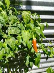 Capsicum annuum annuum