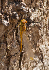Sympetrum meridionale