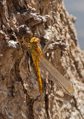 Sympetrum meridionale