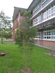 Melaleuca alternifolia