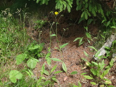 Hieracium diaphanoides