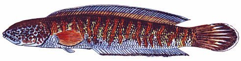 Borna Snakehead
