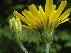 Hieracium diaphanoides