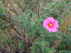 Cistus