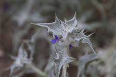 Salvia funerea