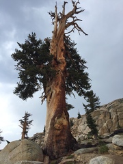 Pinus balfouriana