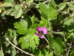 Geranium mascatense