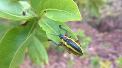 Naupactus tarsalis