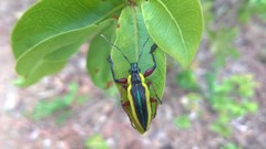Naupactus tarsalis