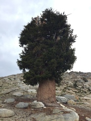 Pinus balfouriana