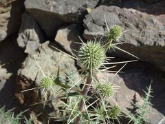 Echinops erinaceus