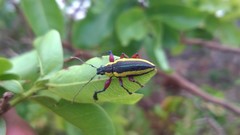 Naupactus tarsalis