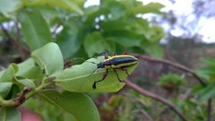 Naupactus tarsalis