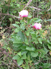 Paeonia broteri