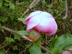 Paeonia broteri